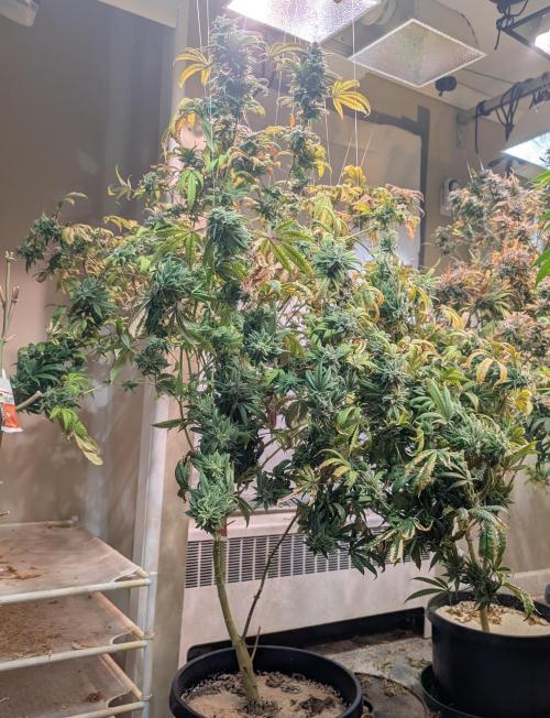 Strawberry Banana. Week 25
