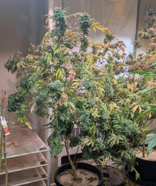 Strawberry Banana. Week 25
