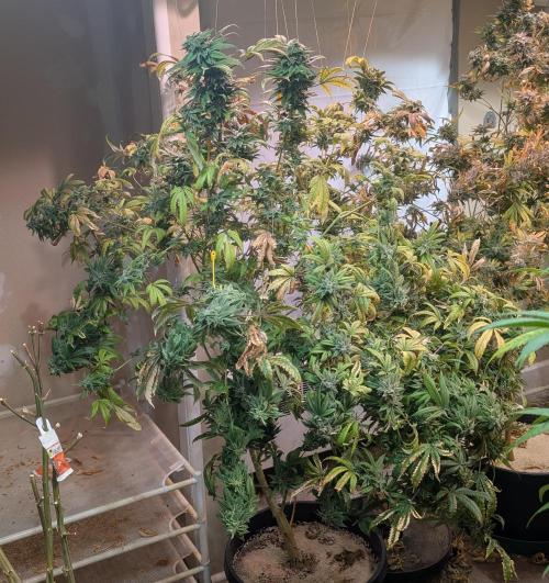 Strawberry Banana. Week 25