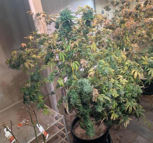 Strawberry Banana. Week 25