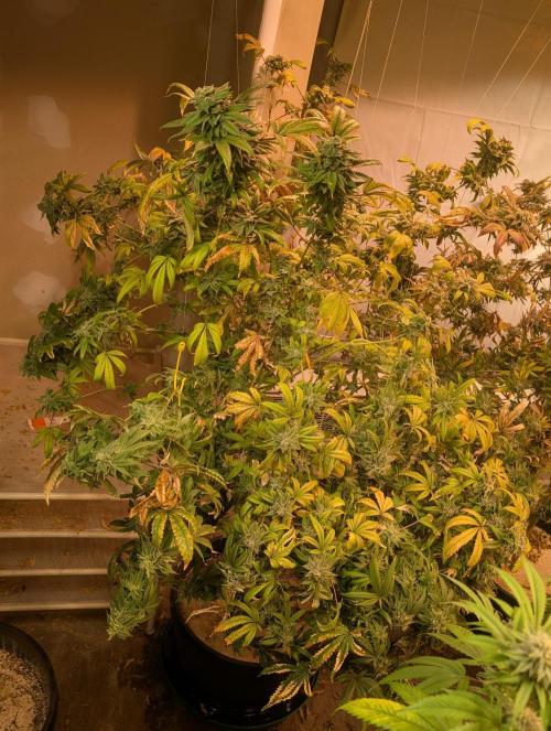 Strawberry Banana. Week 25