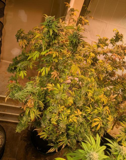 Strawberry Banana. Week 25