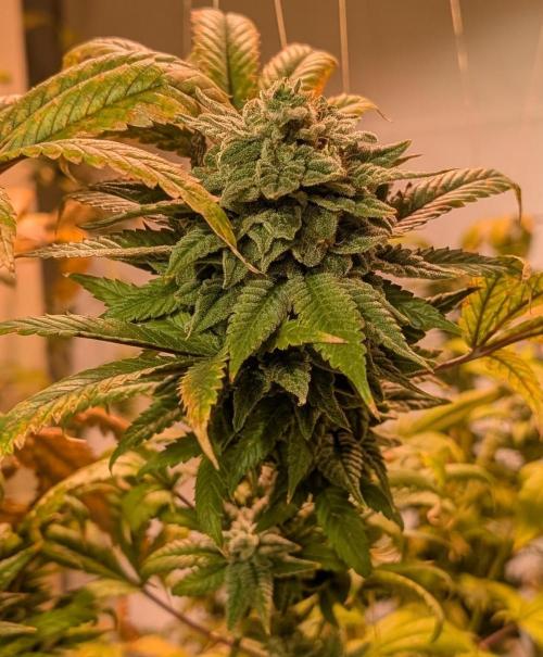Strawberry Banana. Week 25