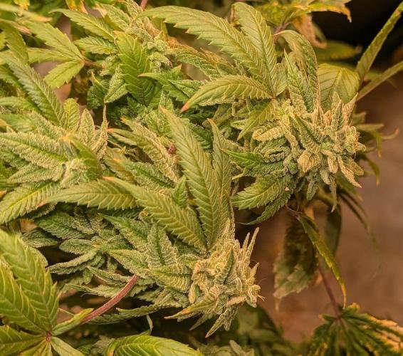 Strawberry Banana. Week 25