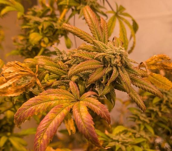 Strawberry Banana. Week 25