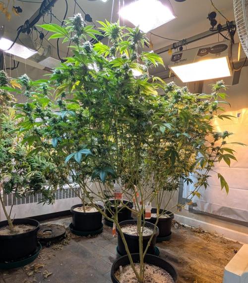 Killer Kush. Week 25