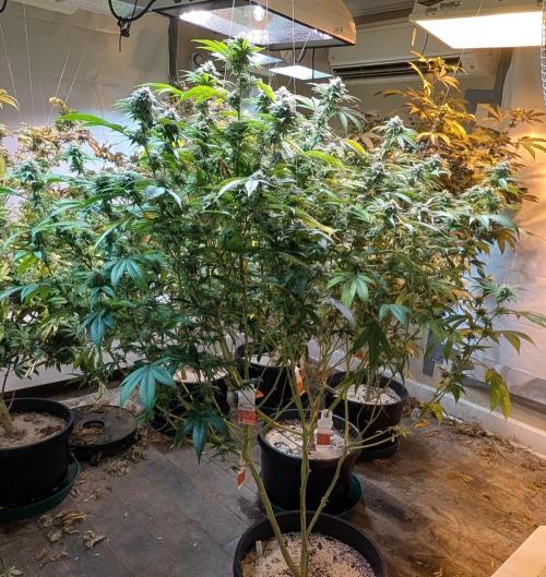 Killer Kush. Week 25