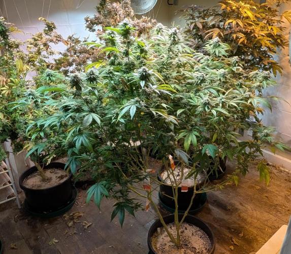 Killer Kush. Week 25