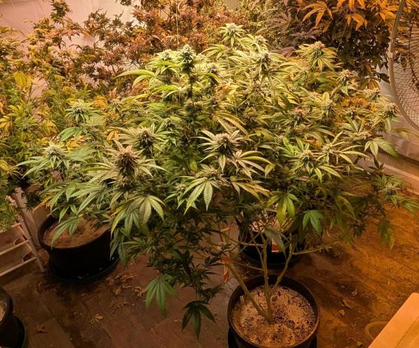 Killer Kush. Week 25