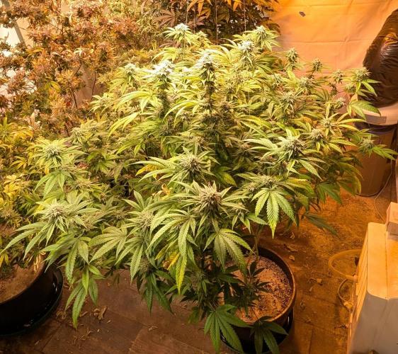Killer Kush. Week 25