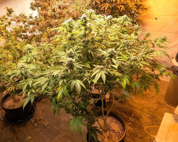 Killer Kush. Week 25