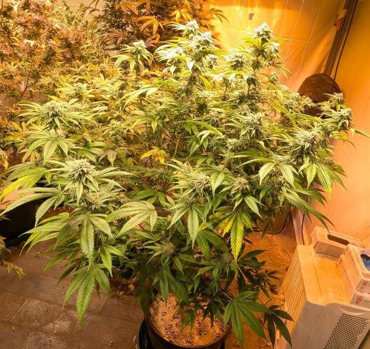 Killer Kush. Week 25