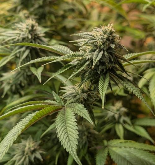 Killer Kush. Week 25