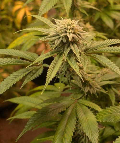 Killer Kush. Week 25