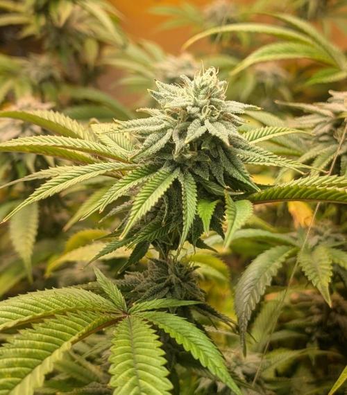 Killer Kush. Week 25