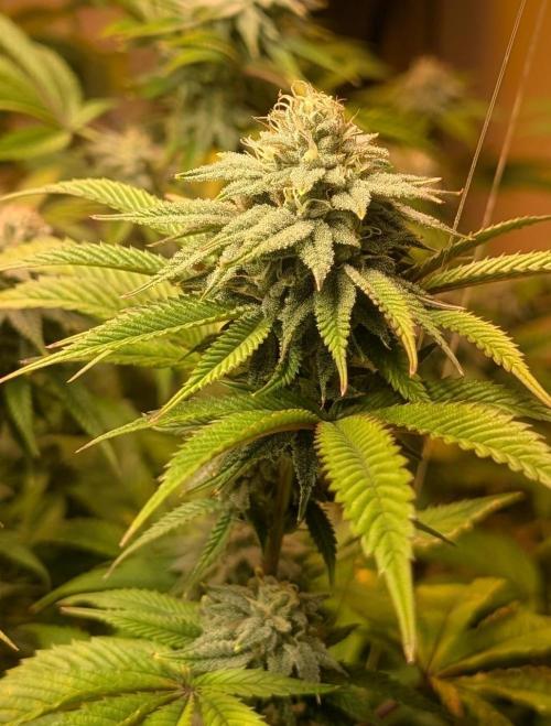 Killer Kush. Week 25