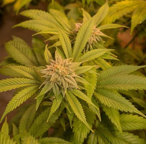 Killer Kush. Week 25