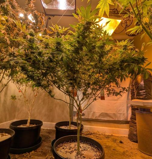 MAC Ganja. Week 25