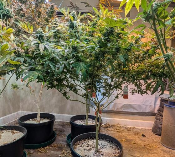 MAC Ganja. Week 25