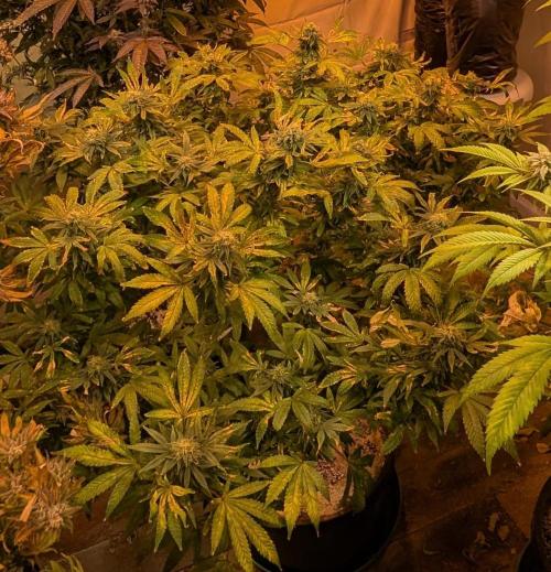 MAC Ganja. Week 25