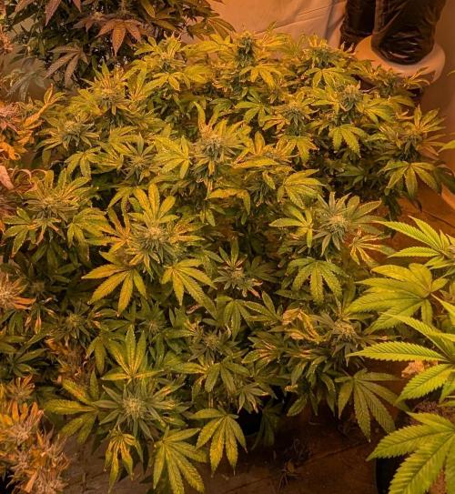 MAC Ganja. Week 25