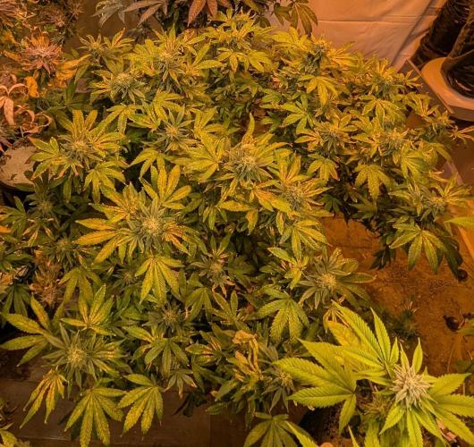 MAC Ganja. Week 25