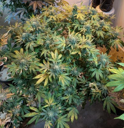 MAC Ganja. Week 25