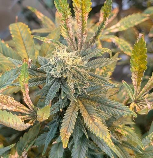 MAC Ganja. Week 25