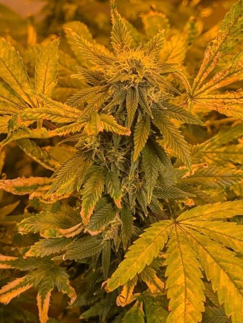 MAC Ganja. Week 25