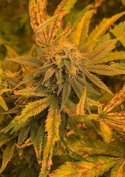 MAC Ganja. Week 25