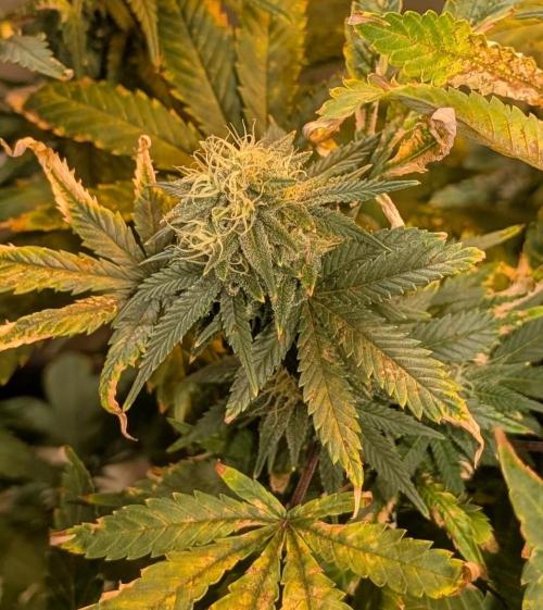 MAC Ganja. Week 25