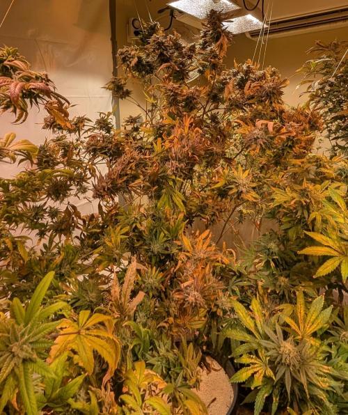Hellfire OG. Week 25