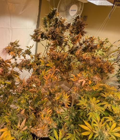 Hellfire OG. Week 25