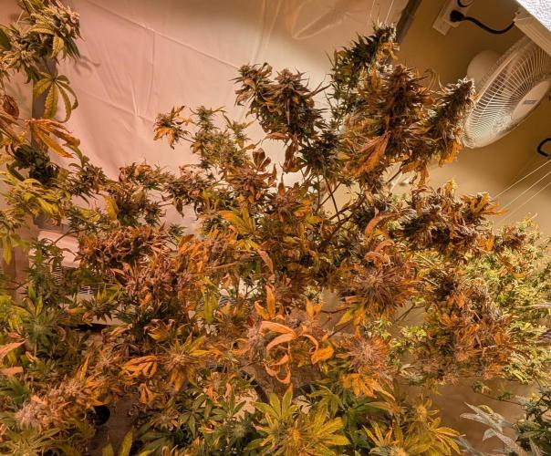Hellfire OG. Week 25
