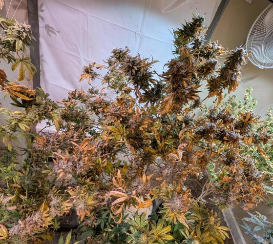 Hellfire OG. Week 25