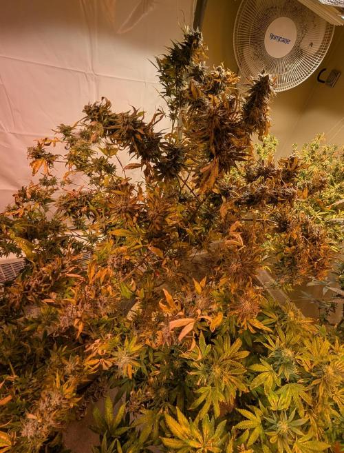 Hellfire OG. Week 25