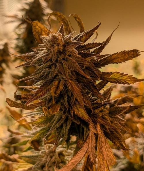 Hellfire OG. Week 25