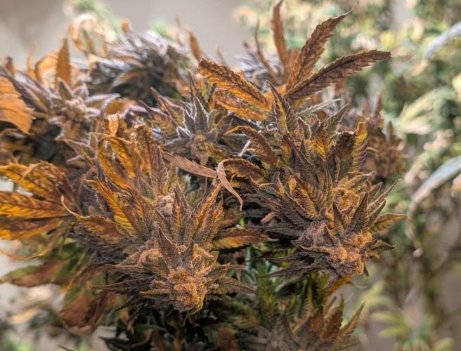 Hellfire OG. Week 25