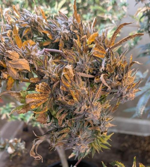 Hellfire OG. Week 25