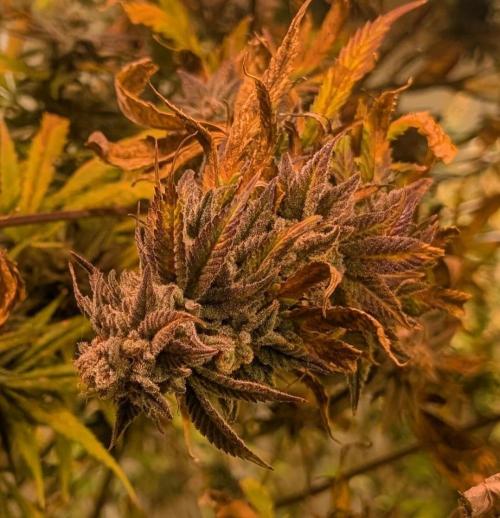 Hellfire OG. Week 25