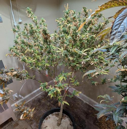 Fat Banana. Week 25