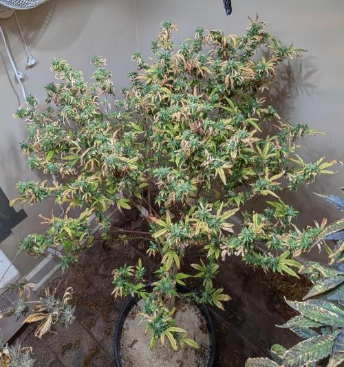 Fat Banana. Week 25