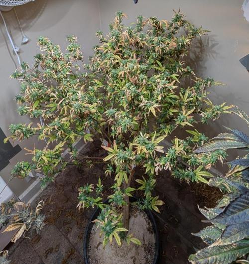 Fat Banana. Week 25