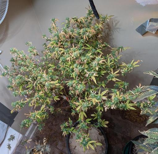Fat Banana. Week 25