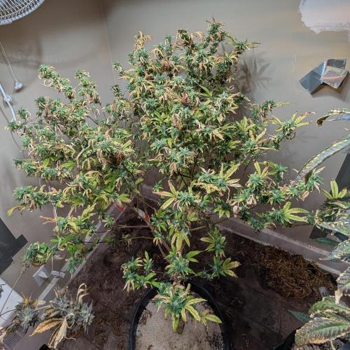 Fat Banana. Week 25