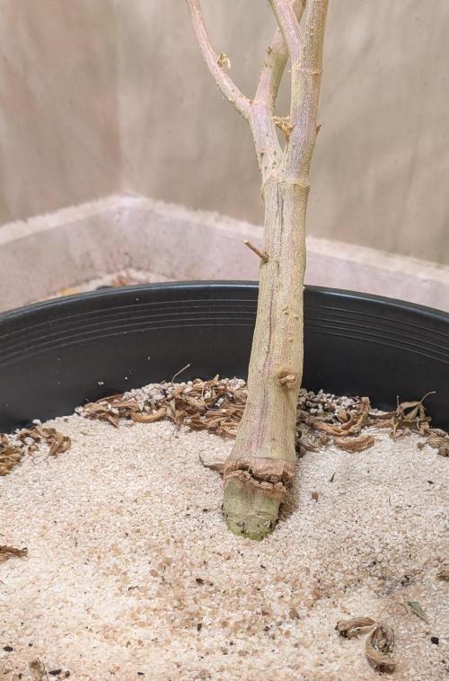 Fat Banana. Week 25