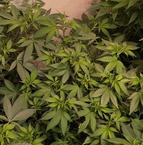 Gushers. Week 13