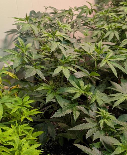 Super Boof. Week 13