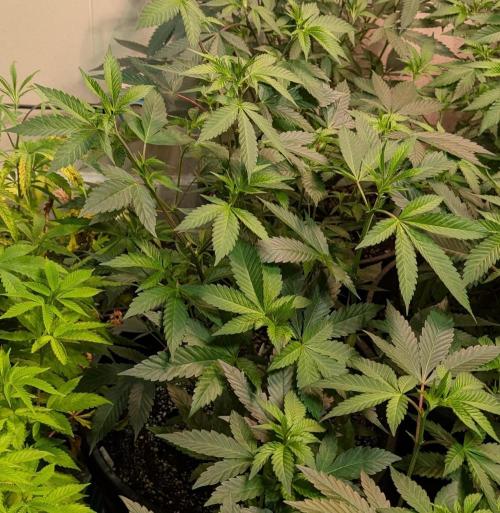 Super Boof. Week 13