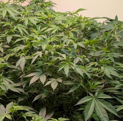 Fruity Pebbles. Week 13